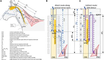 Trapezius Motor Evoked Potentials From Transcranial Electrical Stimulation and Transcranial Magnetic Stimulation: Reference Data, Characteristic Differences and Intradural Motor Velocities in Horses